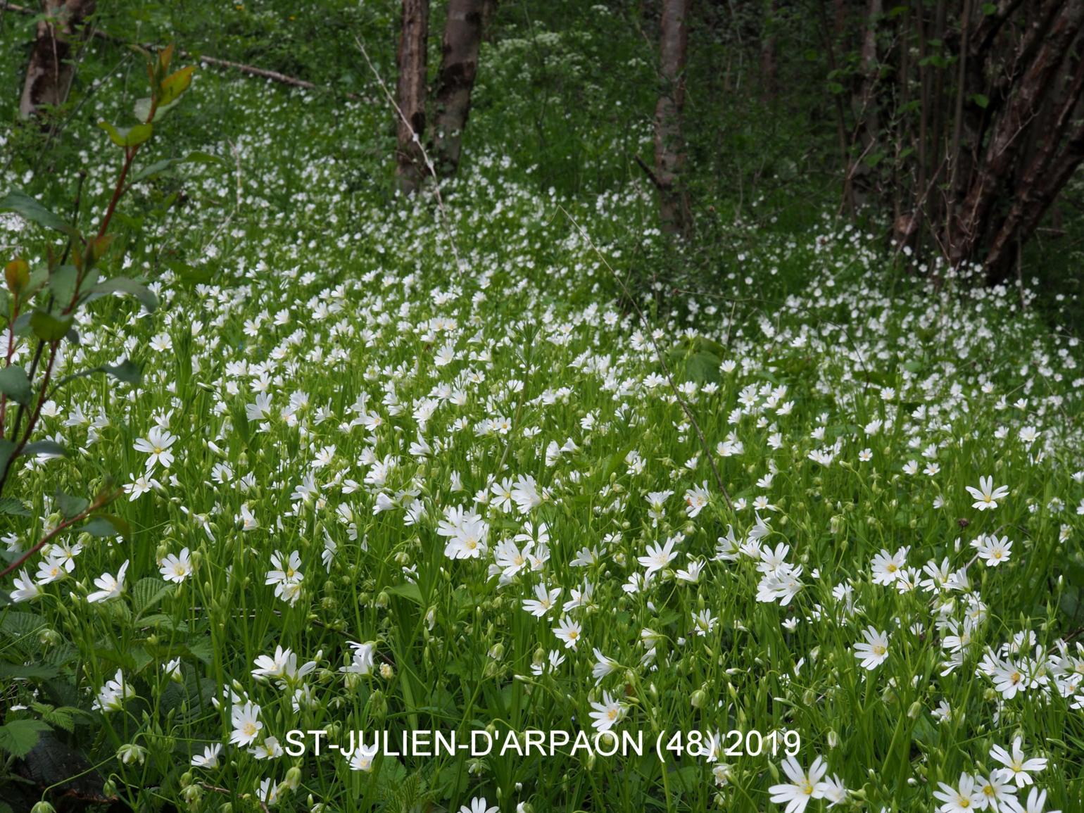 Stitchwort, Greater